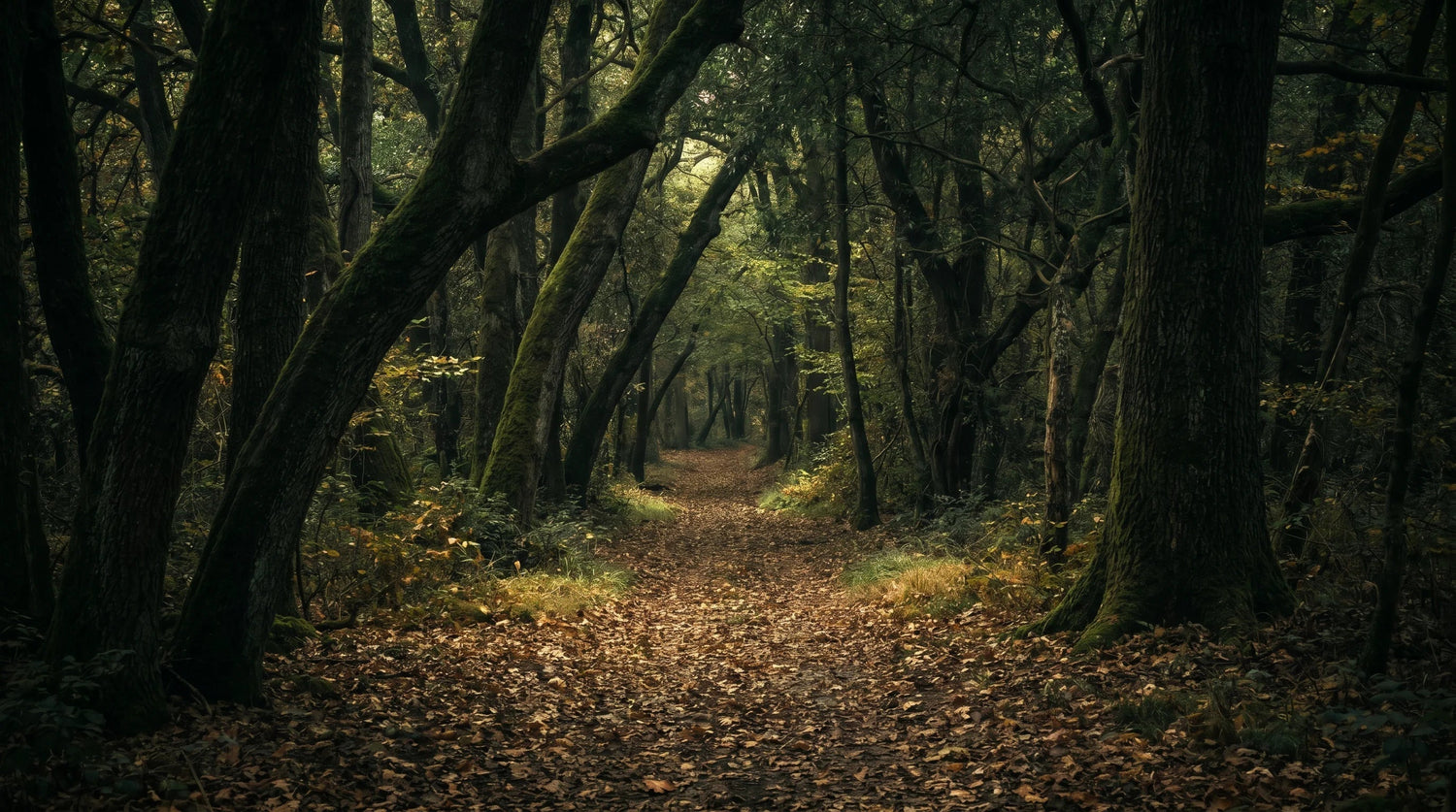 Forest Bathing (Shinrin-Yoku): A Complete Practice Guide