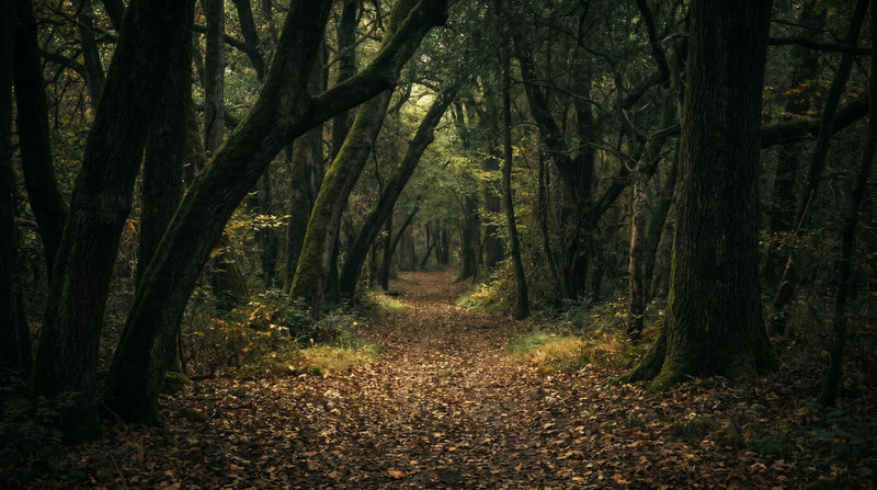 Forest Bathing (Shinrin-Yoku): A Complete Practice Guide
