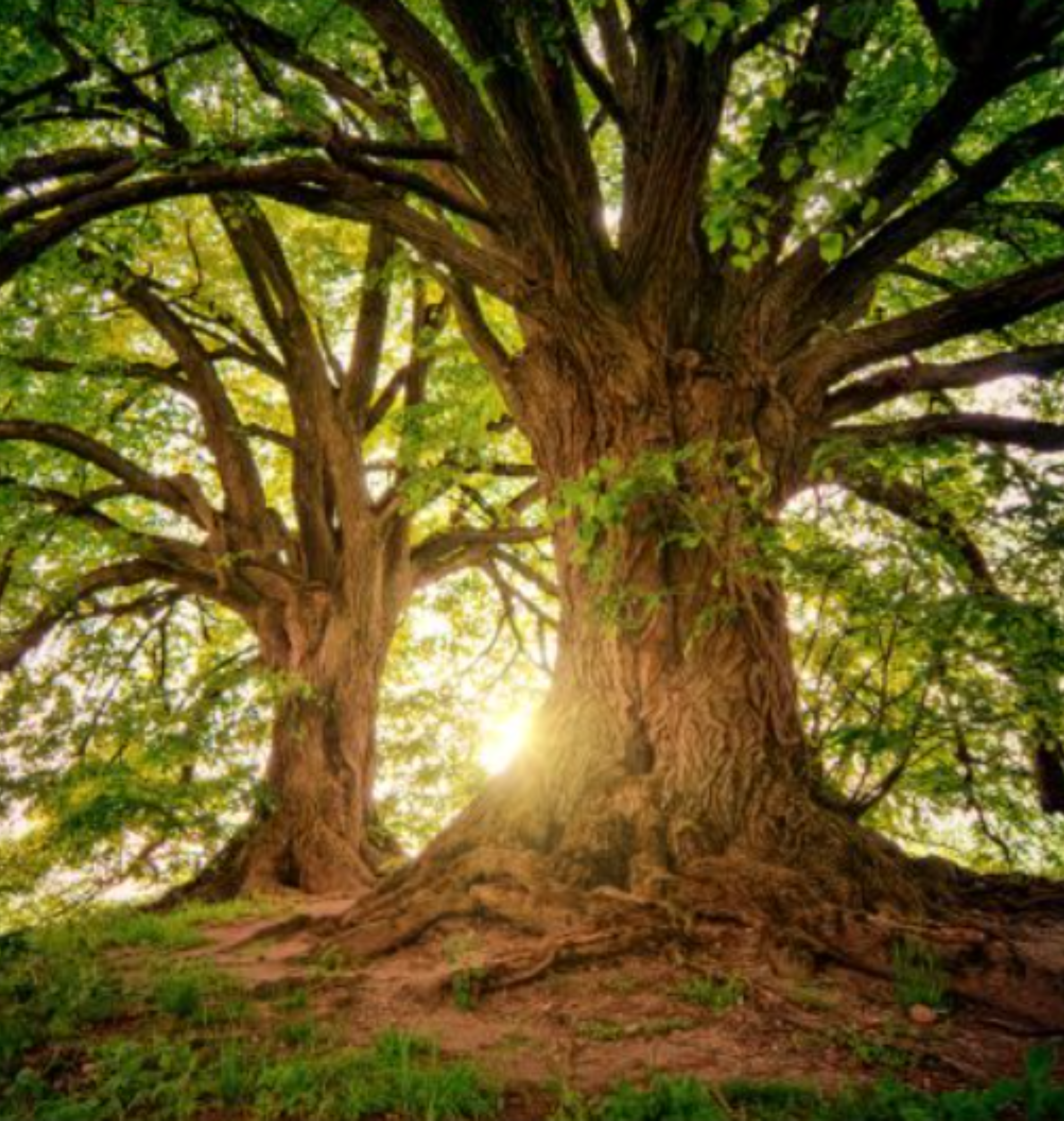 Devoted Earth - Grounding Earth Star Chakra Blend