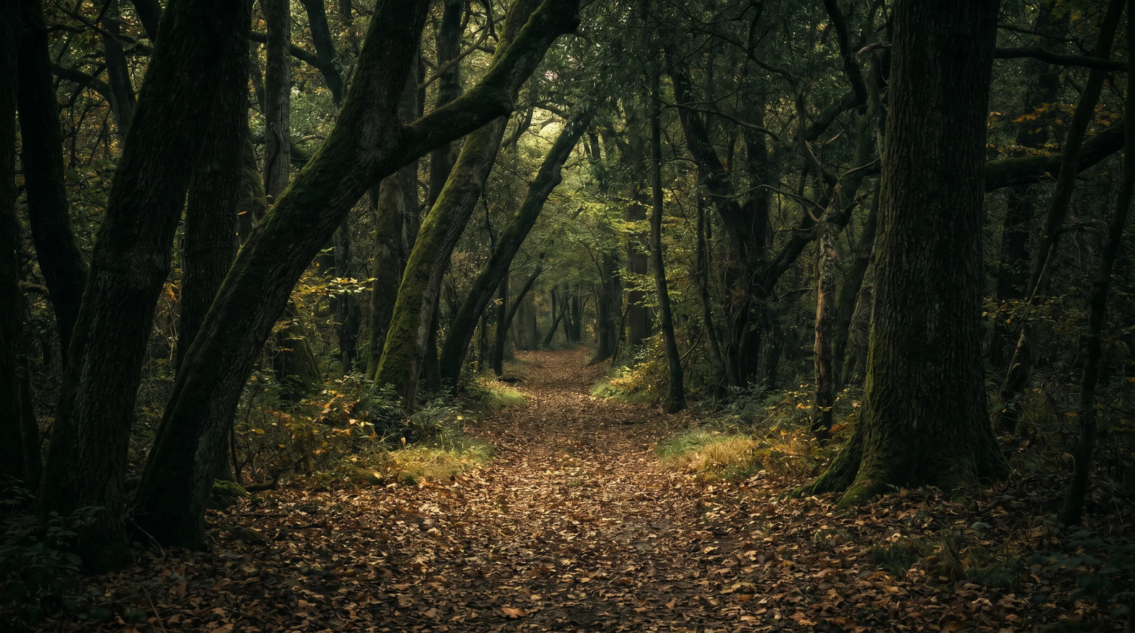 Forest Bathing (Shinrin-Yoku): A Complete Practice Guide — LWA Ritual Library
