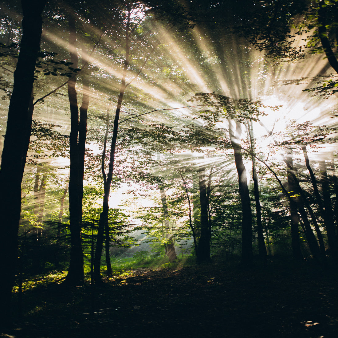 <strong>Mystical Yet Grounded Quality</strong>